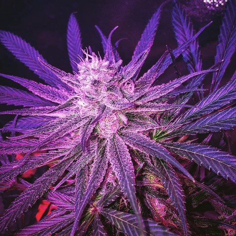 Sugar Cookies: strain page photo, credit seedfinder.eu, copyright status shown with credit copyright unverified