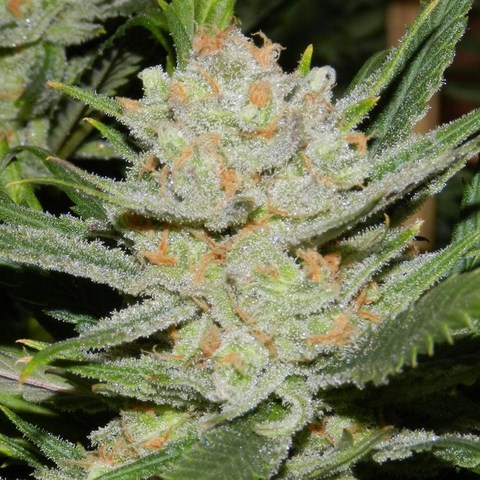 White Lemon