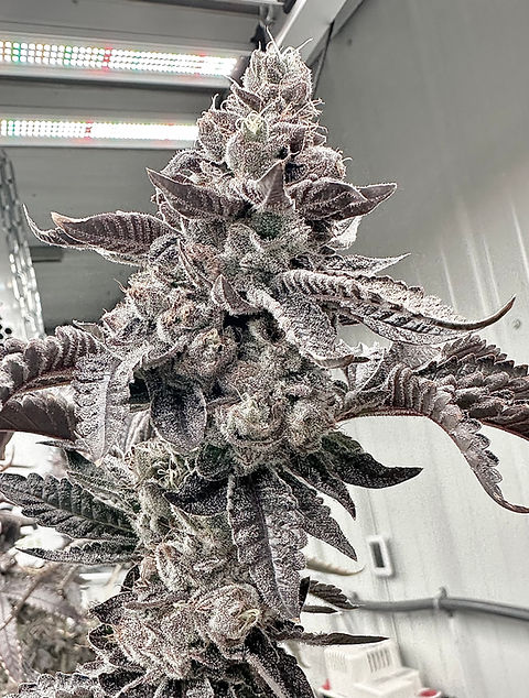 Mochi Melon flowering cannabis, as labeled by the cited photo source