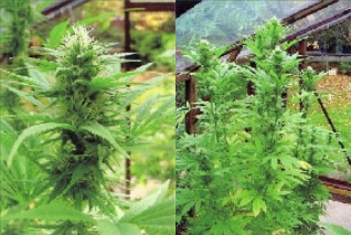 Platinum: strain page photo, credit seedfinder.eu, copyright status shown with credit copyright unverified