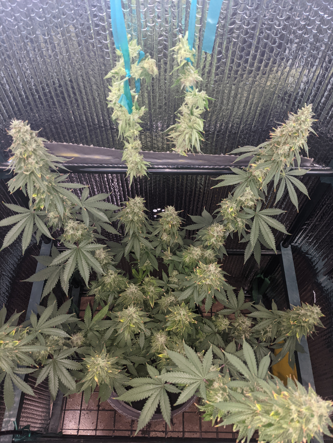 Bama Triage archive 0