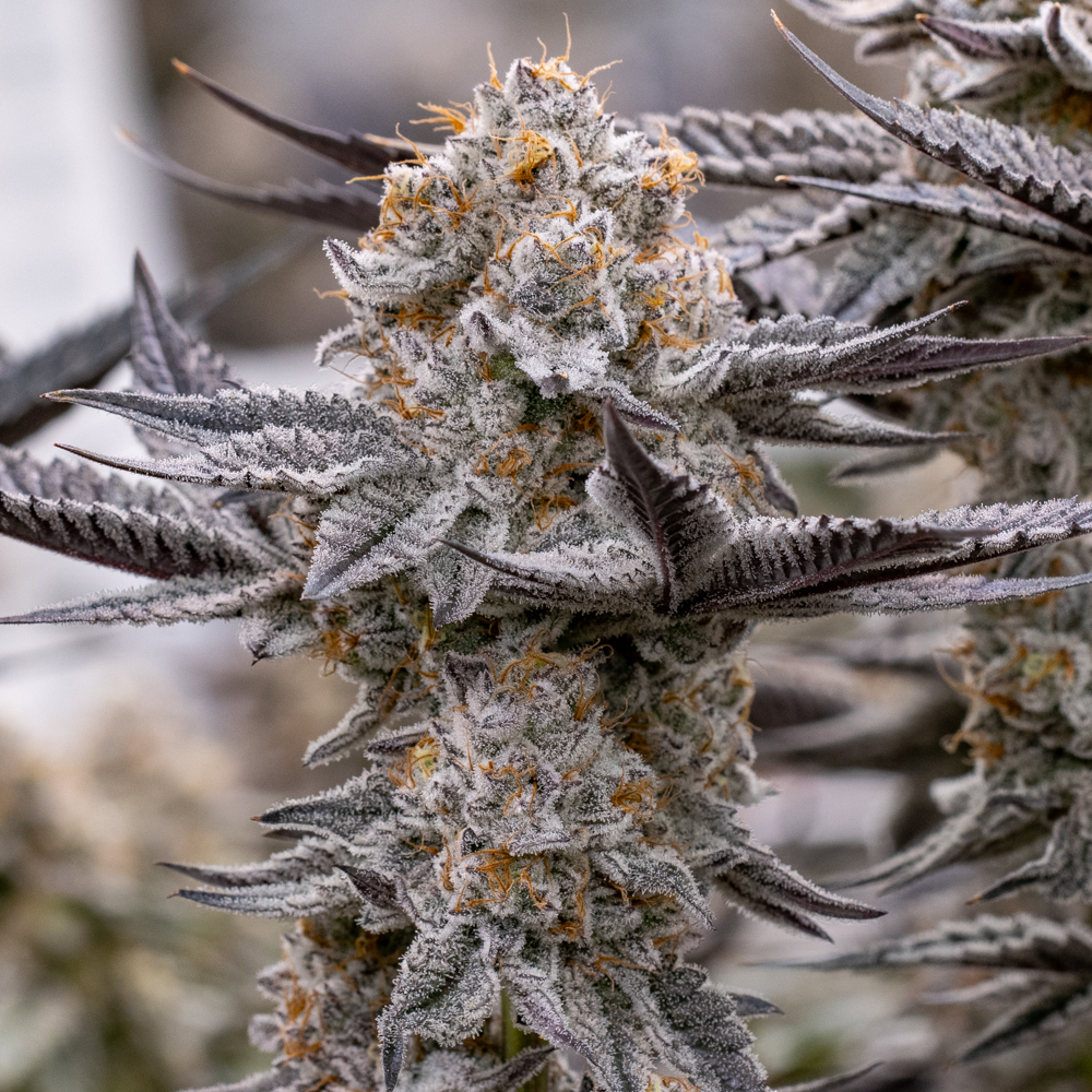 Cereal Berries flowering cannabis, as labeled by the cited photo source