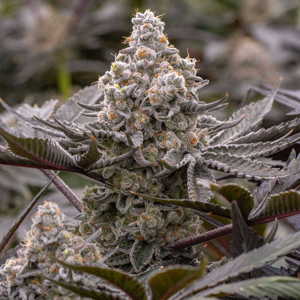 Galactic Sugar archive 0