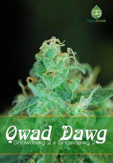 Qwad Dawg
