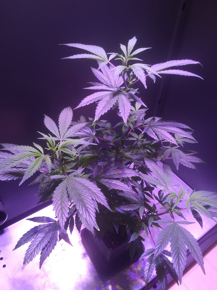 Salamanca Silver archive 0