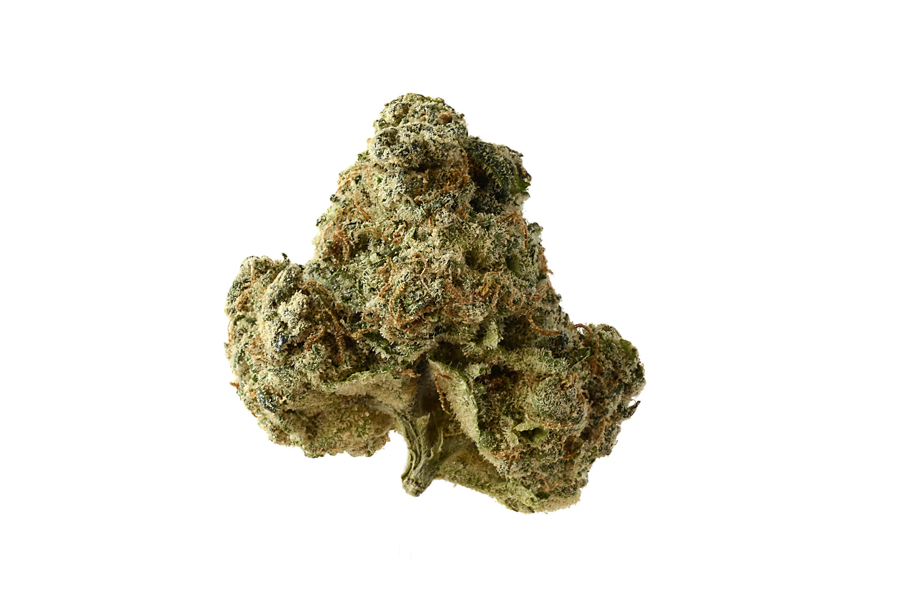 AK-OG Kush (de Amsterdam Genetics) :: Info de Variedad