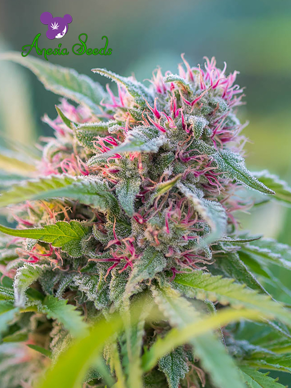 Panama Red: strain page photo, credit seedfinder.eu, copyright status shown with credit copyright unverified