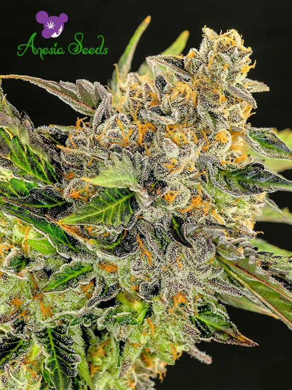Strawberry Kush: strain page photo, credit seedfinder.eu, copyright status shown with credit copyright unverified