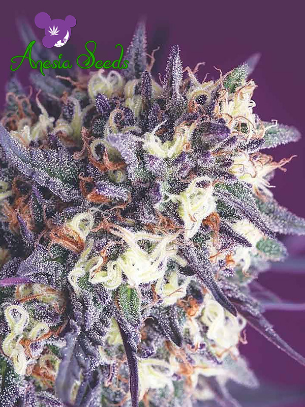 Super Glue: strain page photo, credit seedfinder.eu, copyright status shown with credit copyright unverified