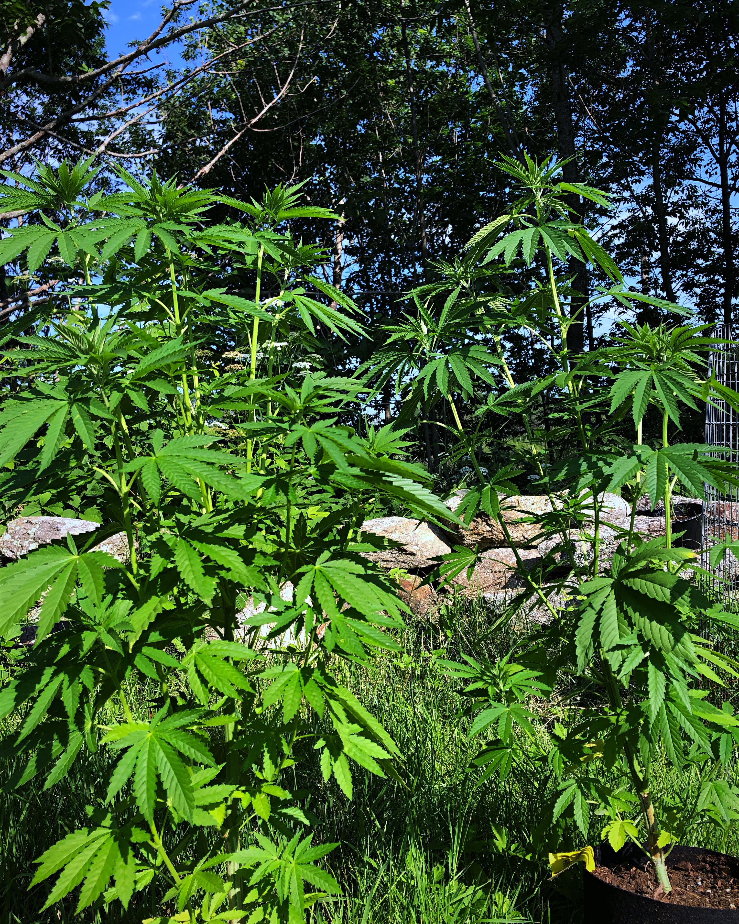 Jerry's Cherry Berries