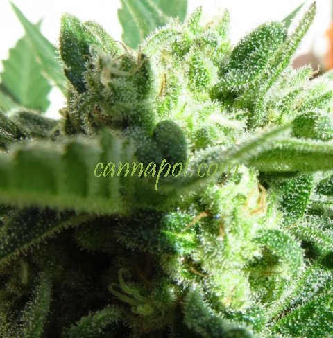 Somango: strain page photo, credit seedfinder.eu, copyright status shown with credit copyright unverified