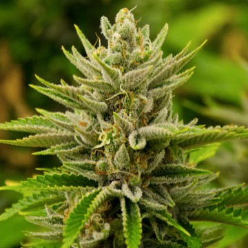 TANGIE: strain page photo, credit seedfinder.eu, copyright status shown with credit copyright unverified
