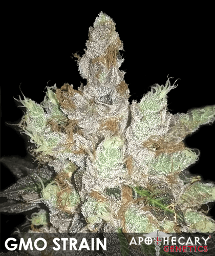GMO (Apothecary Genetics) :: Cannabis Strain Info :: SeedFinder.eu