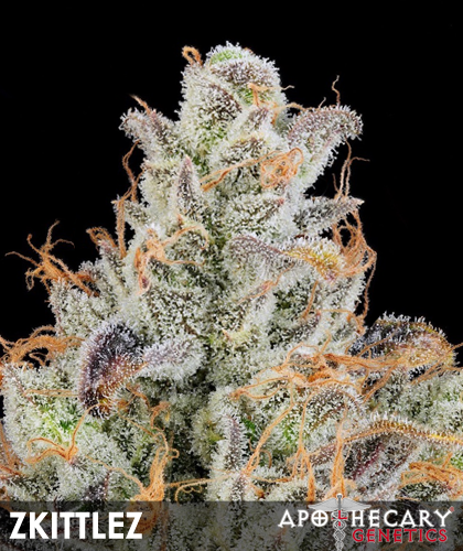 Grape Zkittlez (Apothecary Genetics) :: Cannabis Strain Info