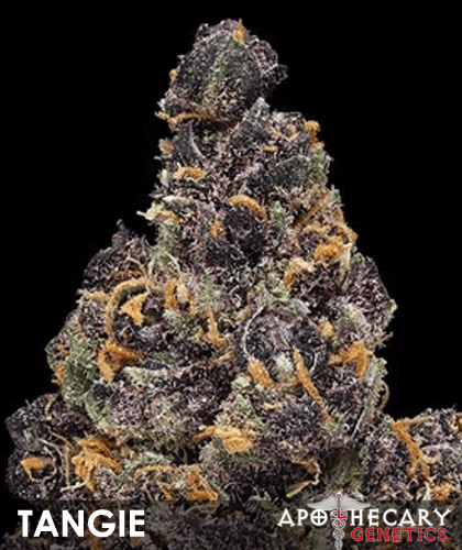 Tangie (Apothecary Genetics) :: Cannabis Strain Info :: SeedFinder.eu