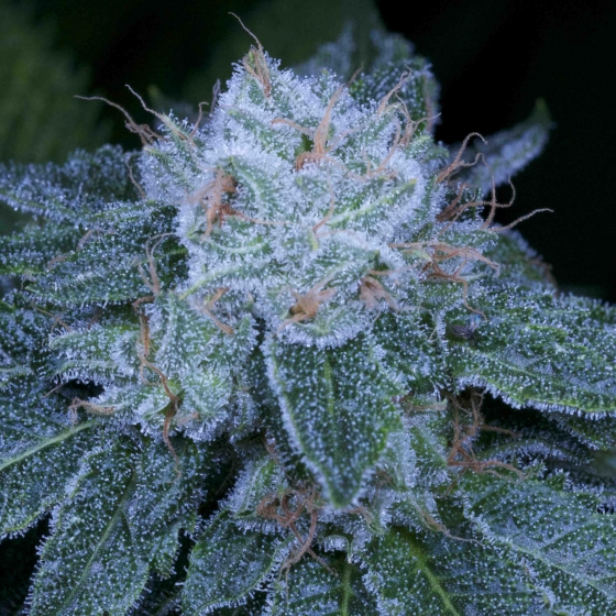 HashBar OG archive 0