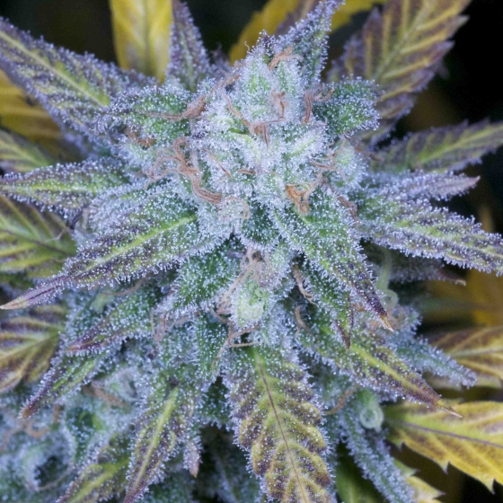 Lemon Amnesia