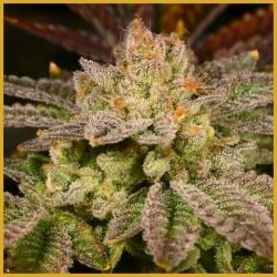 Rainbow Belts archive 0