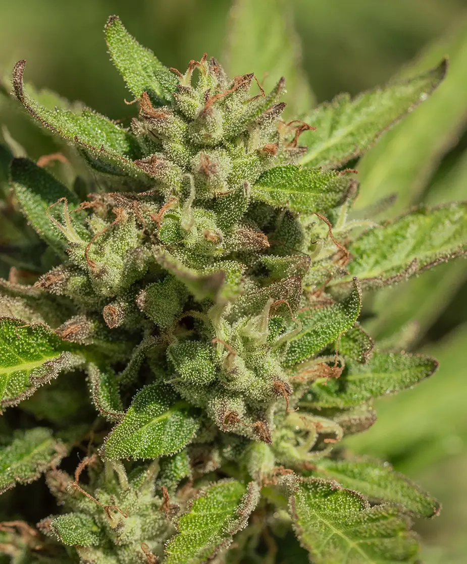 Mendo Breath: strain page photo, credit seedfinder.eu, copyright status shown with credit copyright unverified