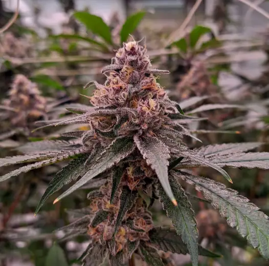 Tropicana Cookies: strain page photo, credit seedfinder.eu, copyright status shown with credit copyright unverified