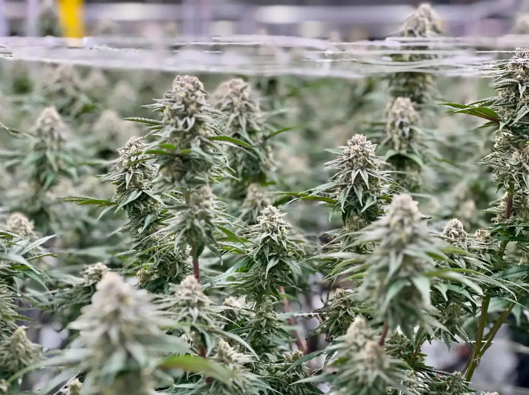 Kush Mints: strain page photo, credit seedfinder.eu, copyright status shown with credit copyright unverified