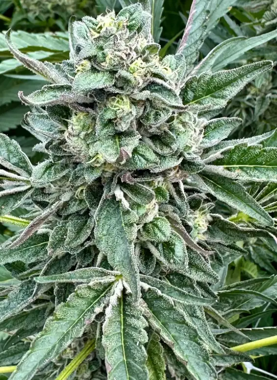 White Runtz: strain page photo, credit seedfinder.eu, copyright status shown with credit copyright unverified