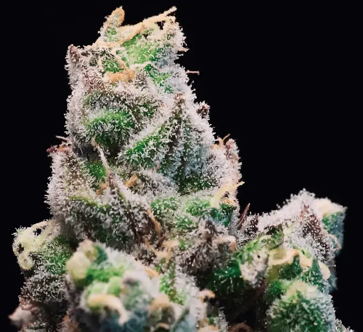 Red Runtz: strain page photo, credit seedfinder.eu, copyright status shown with credit copyright unverified