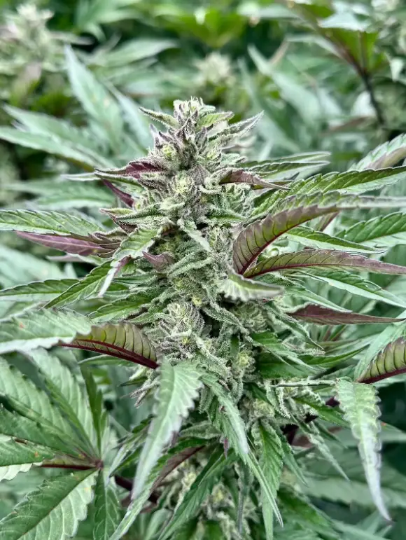Vanilla Frosting: strain page photo, credit seedfinder.eu, copyright status shown with credit copyright unverified