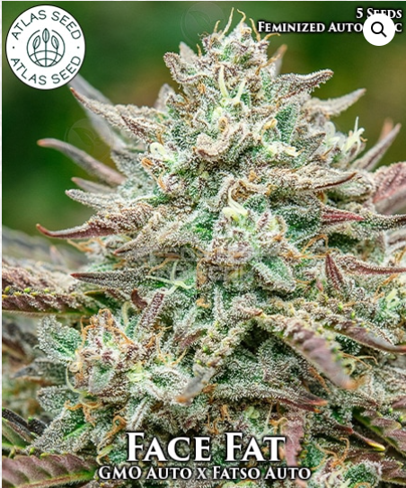 Face Fat