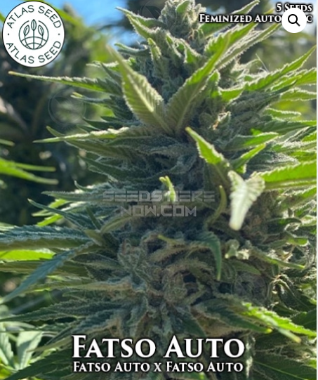Fatso Auto flowering cannabis, as labeled by the cited photo source