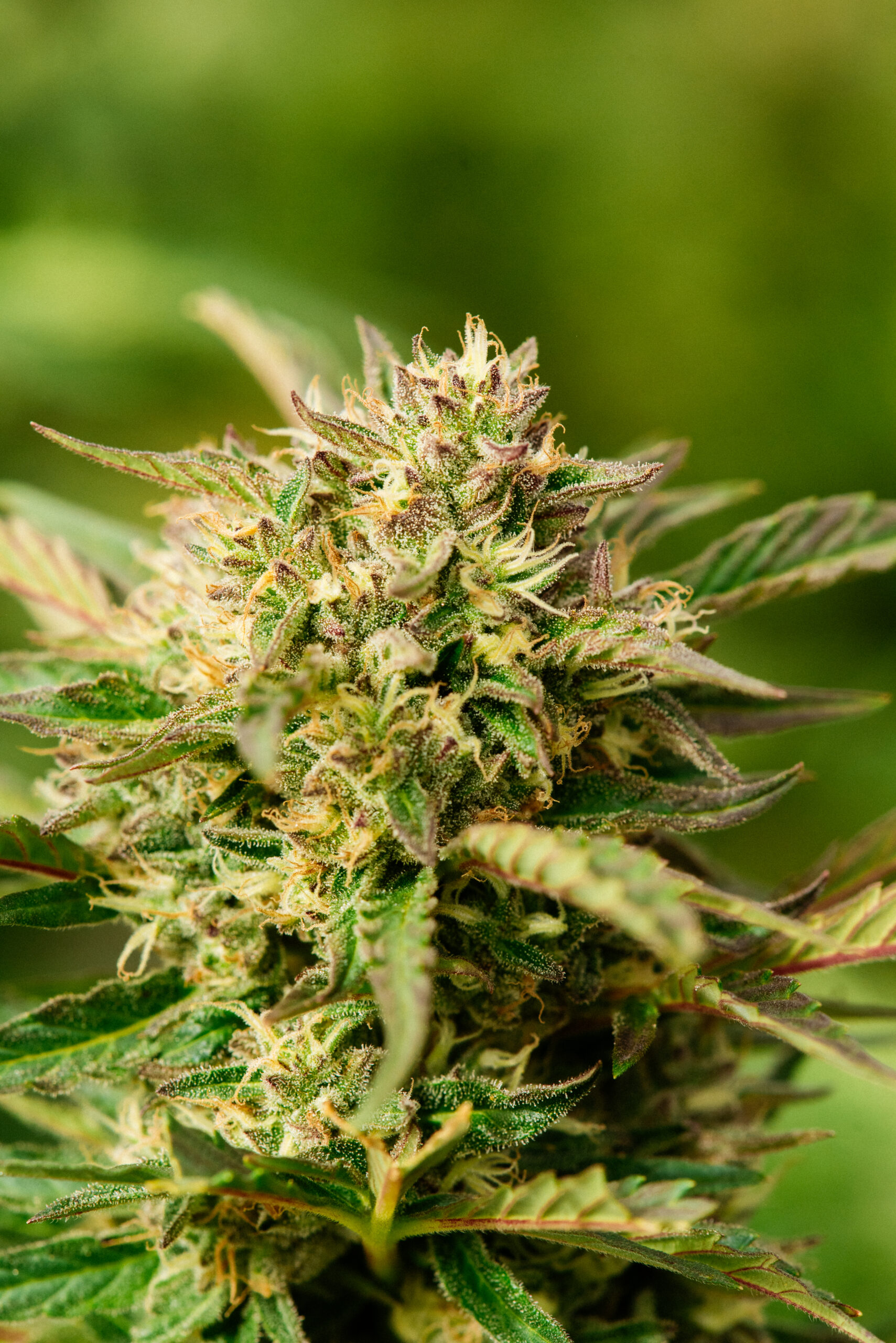 Mythic OG flowering cannabis, as labeled by the cited photo source