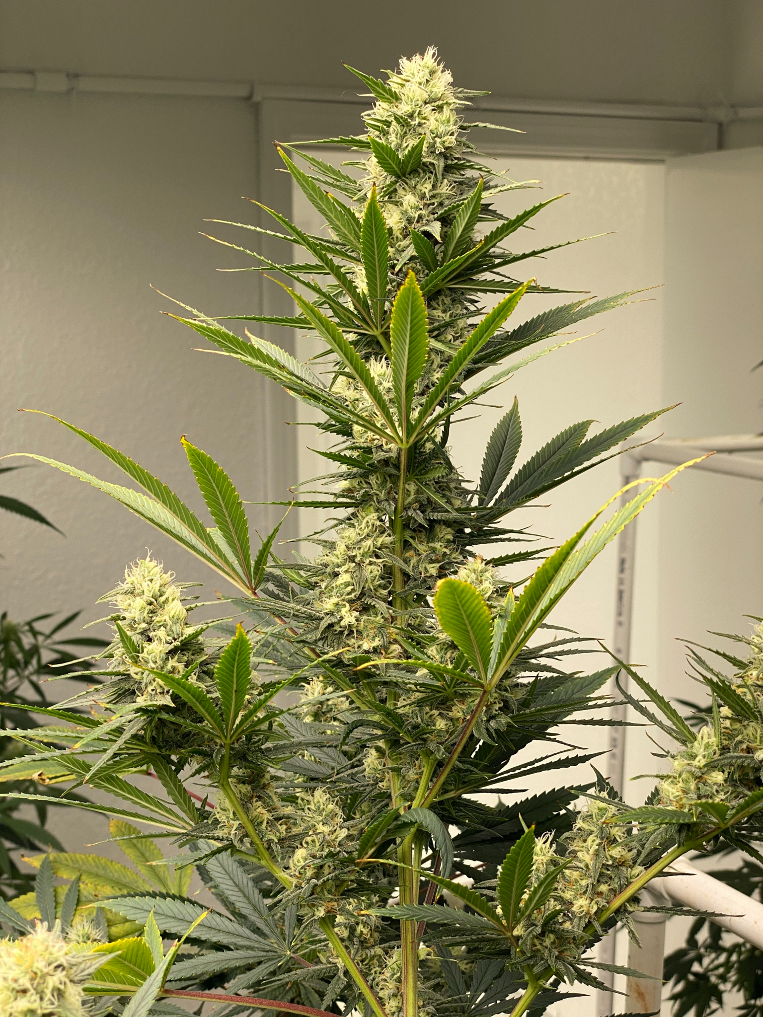 Foto de la variedad Skunk #1