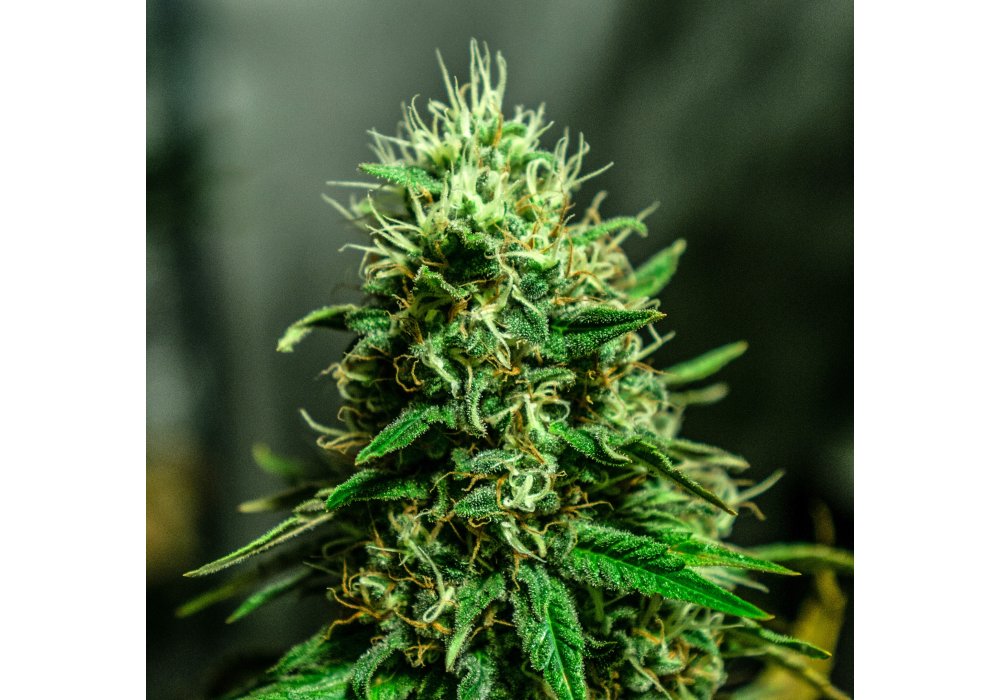 Auto White archive 0