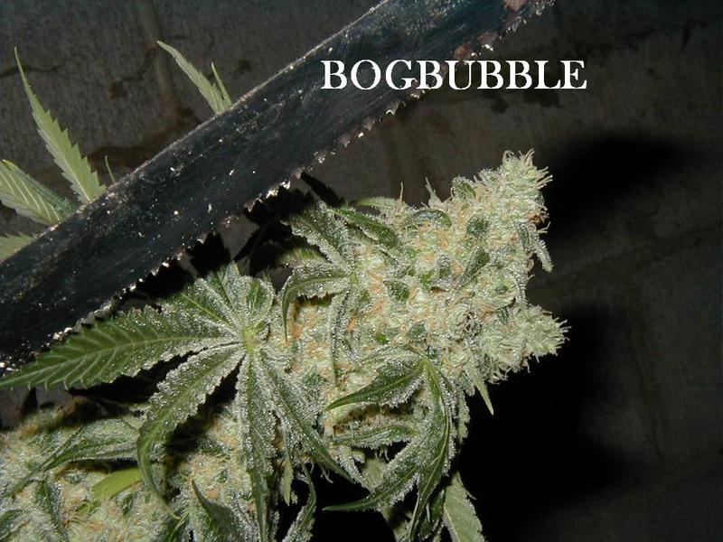 B.O.G. Bubble flowering cannabis, as labeled by the cited photo source
