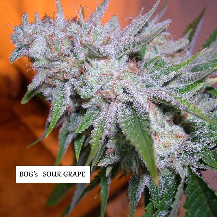 Sour Grape: strain page photo, credit seedfinder.eu, copyright status shown with credit copyright unverified