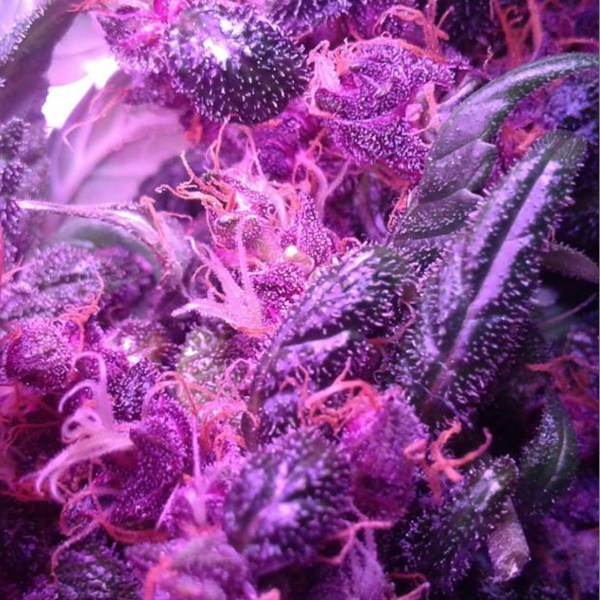 Auto Divine Purple
