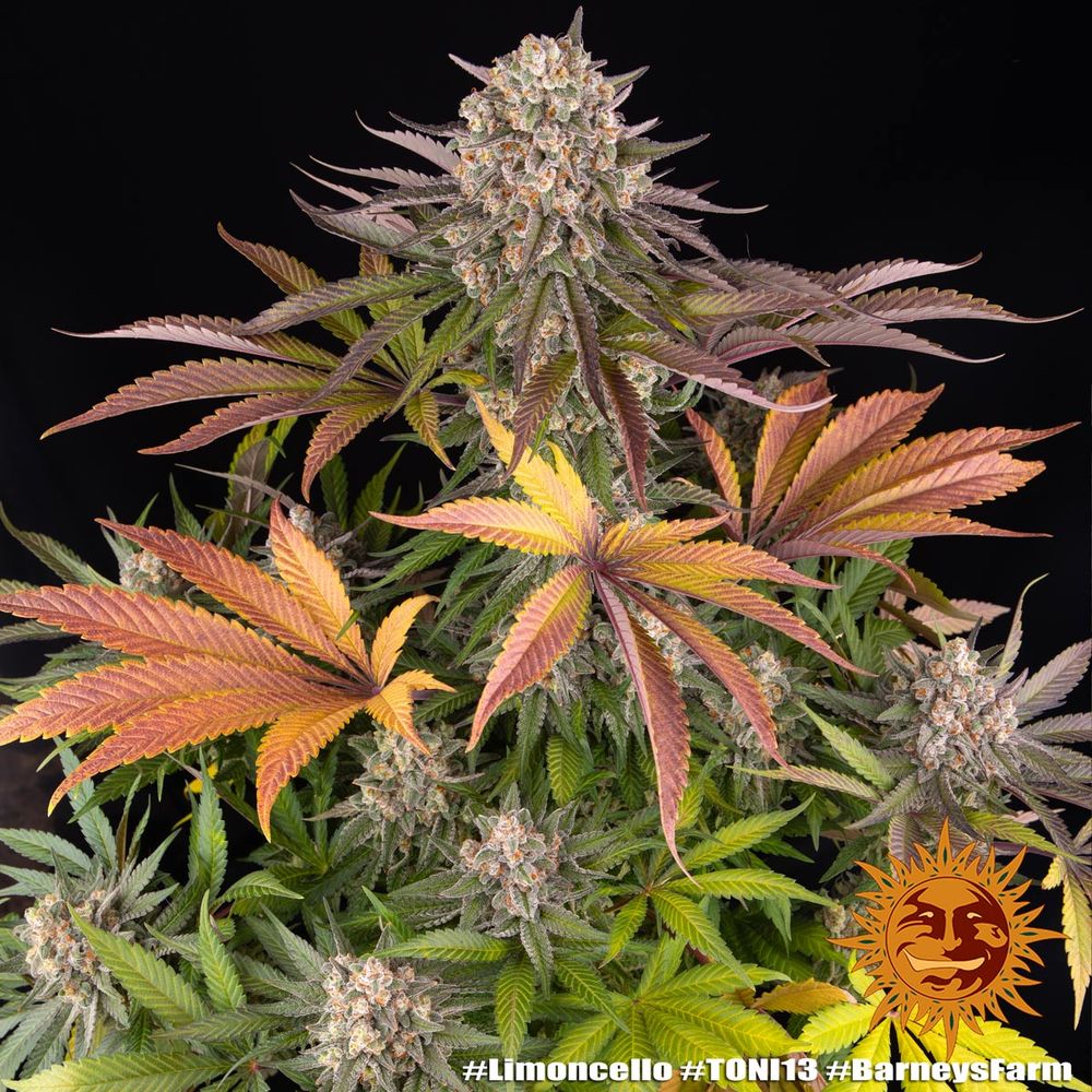 Limoncello: strain page photo, credit seedfinder.eu, copyright status shown with credit copyright unverified