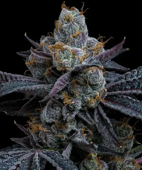 White Runtz: strain page photo, credit seedfinder.eu, copyright status shown with credit copyright unverified