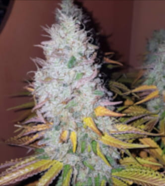 Gorilla Zkittlez: strain page photo, credit seedfinder.eu, copyright status shown with credit copyright unverified