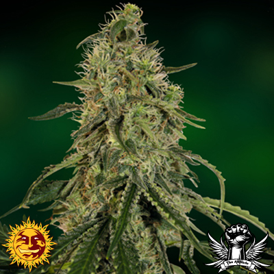 Grape Ape: strain page photo, credit seedfinder.eu, copyright status shown with credit copyright unverified