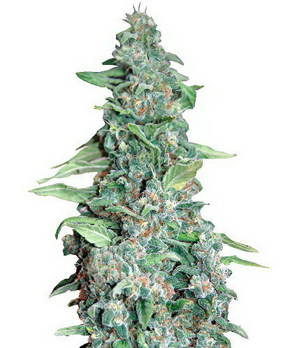 Honey B flowering cannabis, as labeled by the cited photo source