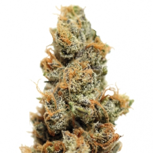 Pineapple Chunk (Barneys Farm) :: Cannabis Strain Info :: SeedFinder.eu