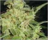 Sweet Tooth: strain page photo, credit seedfinder.eu, copyright status shown with credit copyright unverified