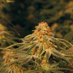 Vanilla Kush: strain page photo, credit seedfinder.eu, copyright status shown with credit copyright unverified