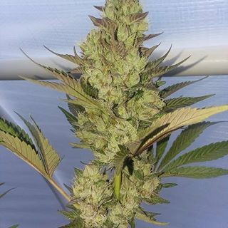 Han Slo Hoe archive 0