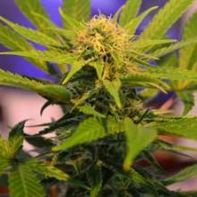 De Chem Reaperz SFV OGK