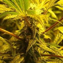 Ultra La Chem archive 0