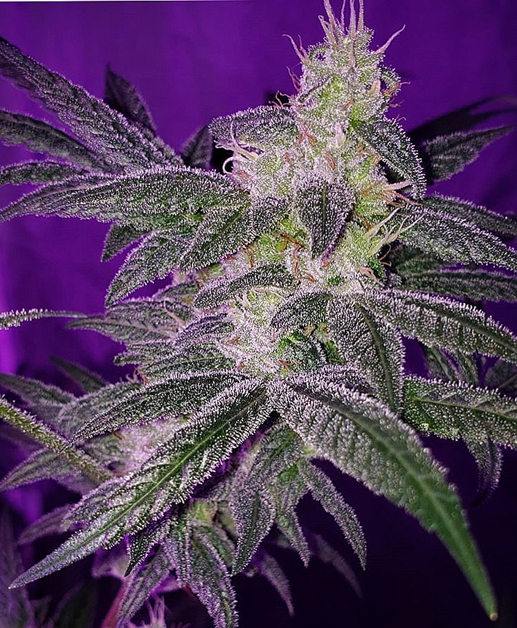 Albino Shouting Gorilla