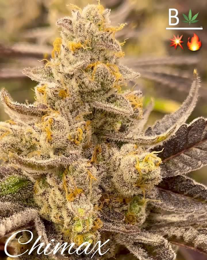 Chimax flowering cannabis, as labeled by the cited photo source