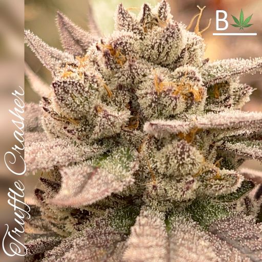 Truffle Crasher flowering cannabis, as labeled by the cited photo source